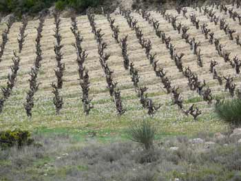 vineyard above minerve, herault, languedoc